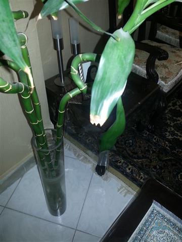 تصویر پرسش و پاسخ گیاه